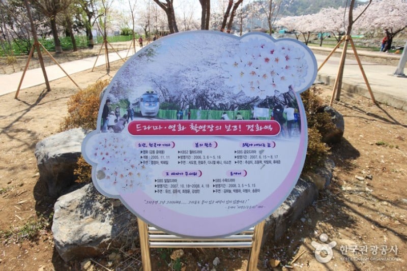 慶和駅桜道 (19/19)