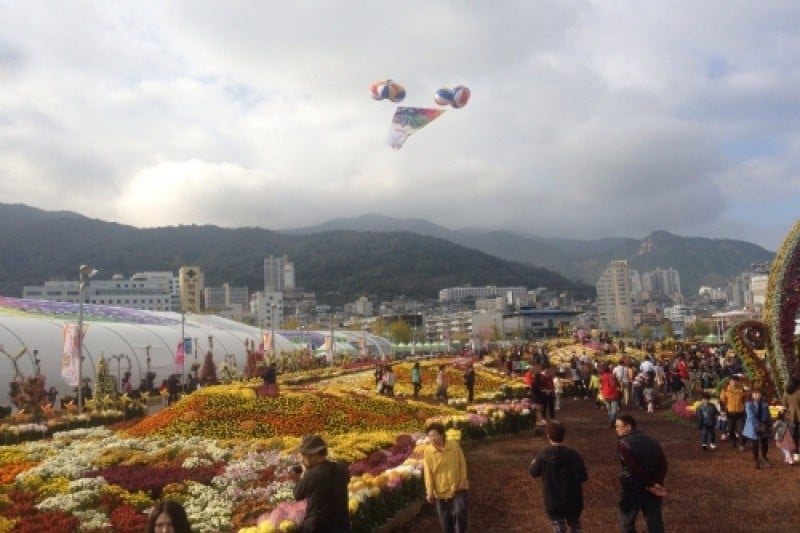 馬山カゴパ菊花祭り (1/4)