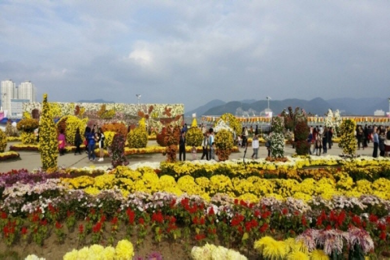 馬山カゴパ菊花祭り (3/4)