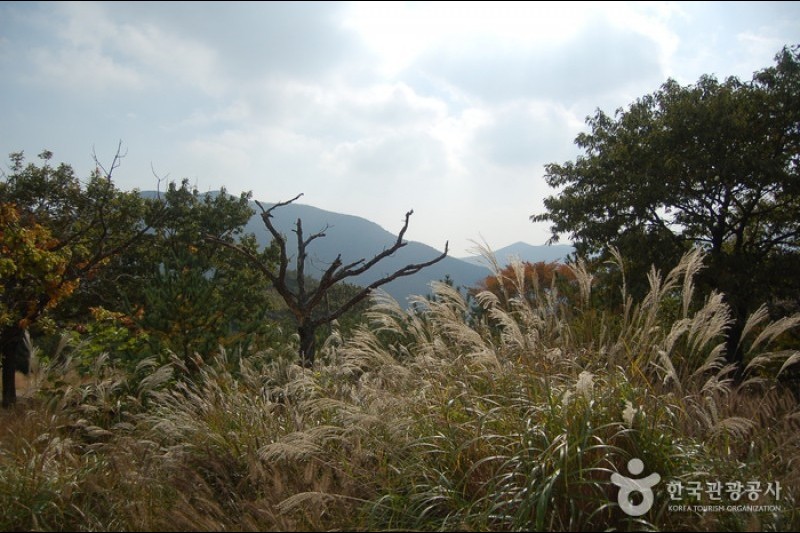 迦智山道立公園 (5/11)