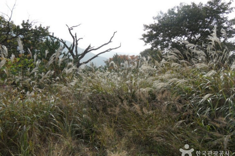 迦智山道立公園 (8/11)