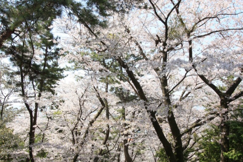 帝皇山公園 (2/9)