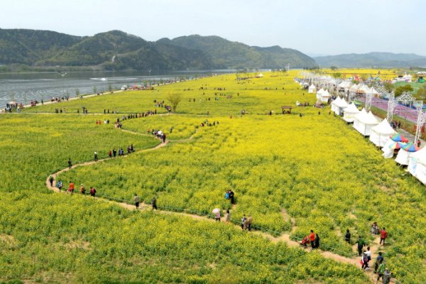 洛東江菜の花祭り