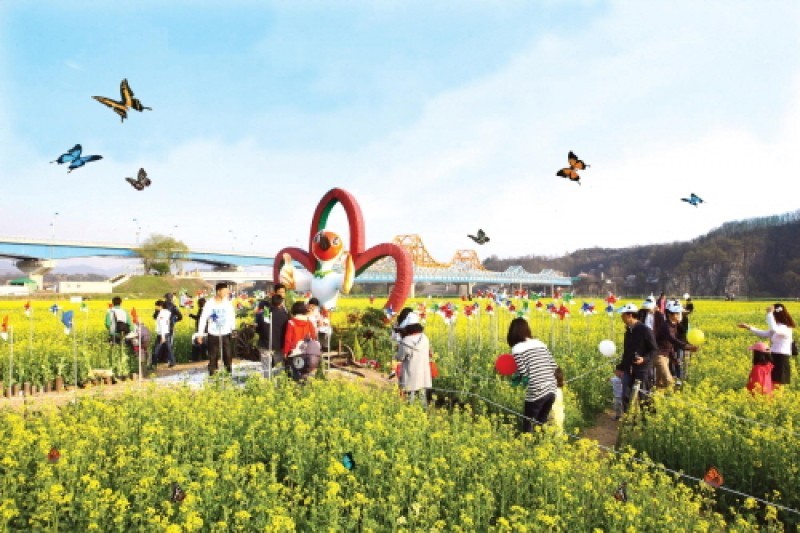 洛東江菜の花祭り (1/4)