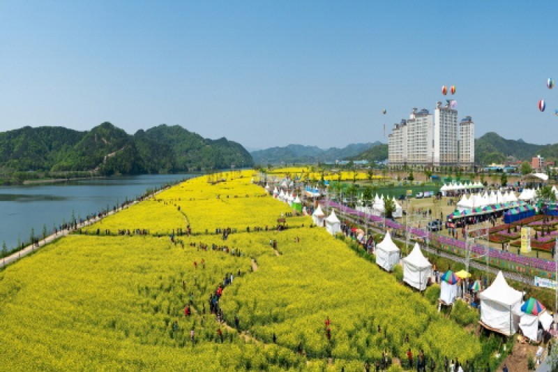 洛東江菜の花祭り (2/4)