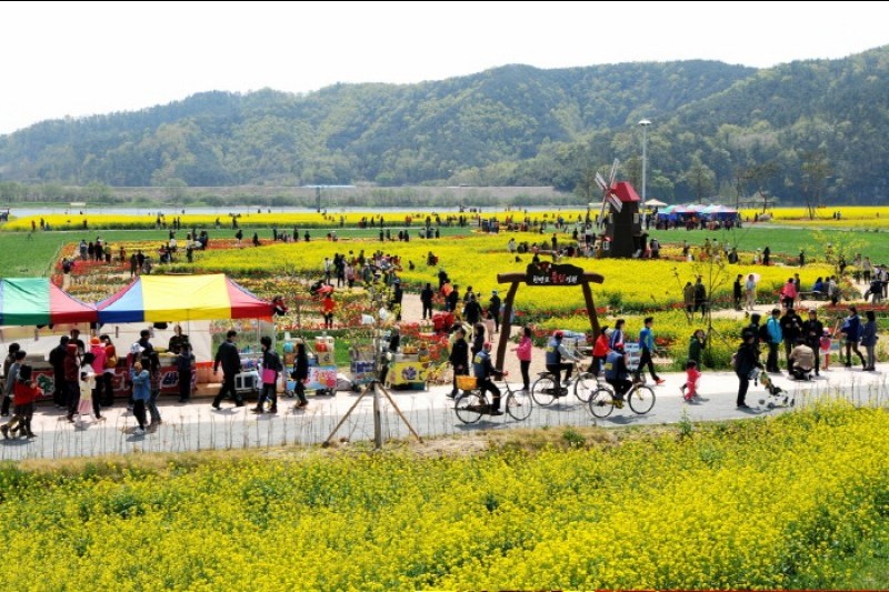 洛東江菜の花祭り (3/4)