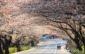 十里桜街道