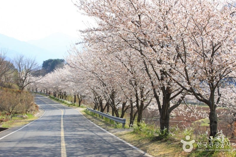 十里桜街道 (1/20)