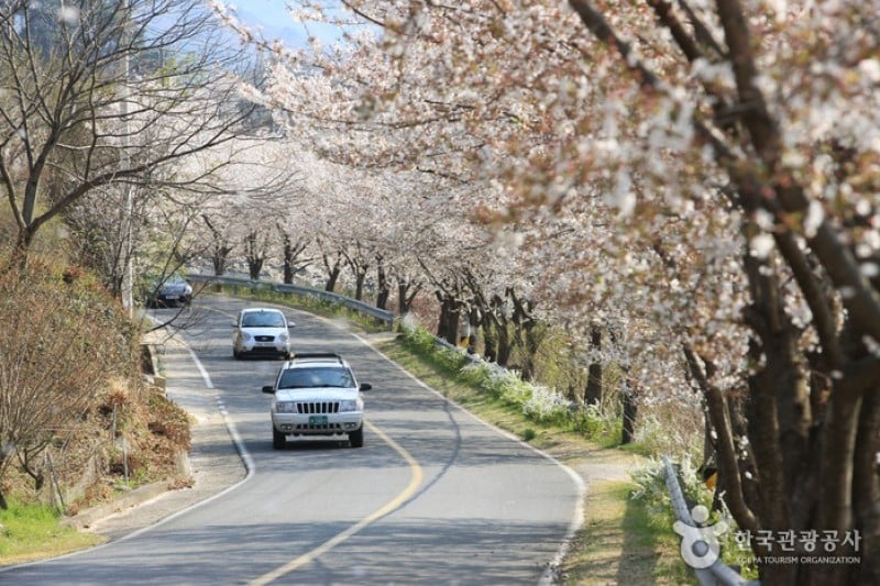 十里桜街道 (2/20)