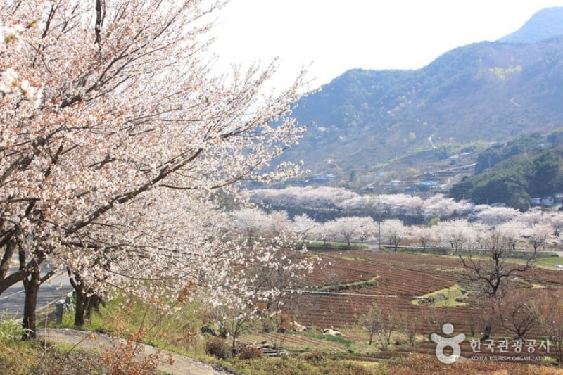 十里桜街道 (3/20)