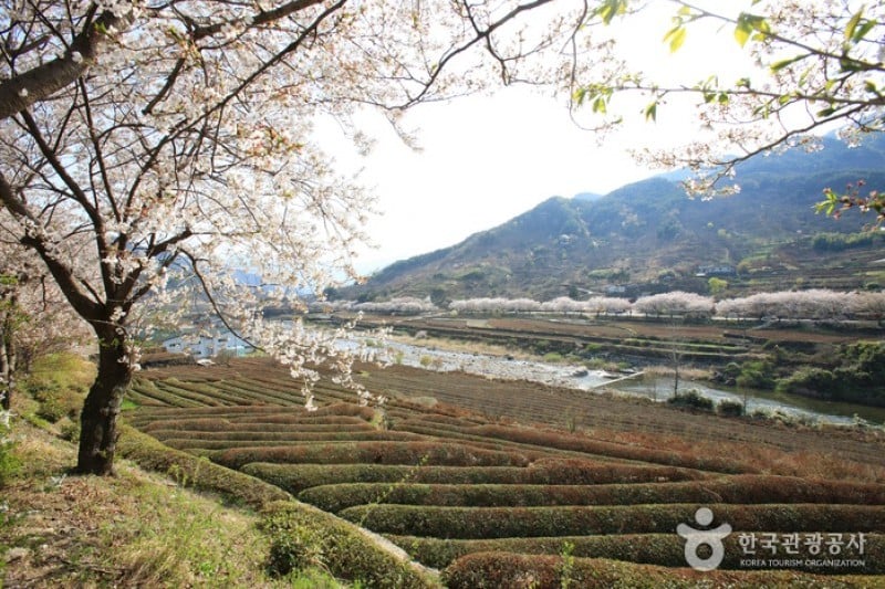 十里桜街道 (4/20)