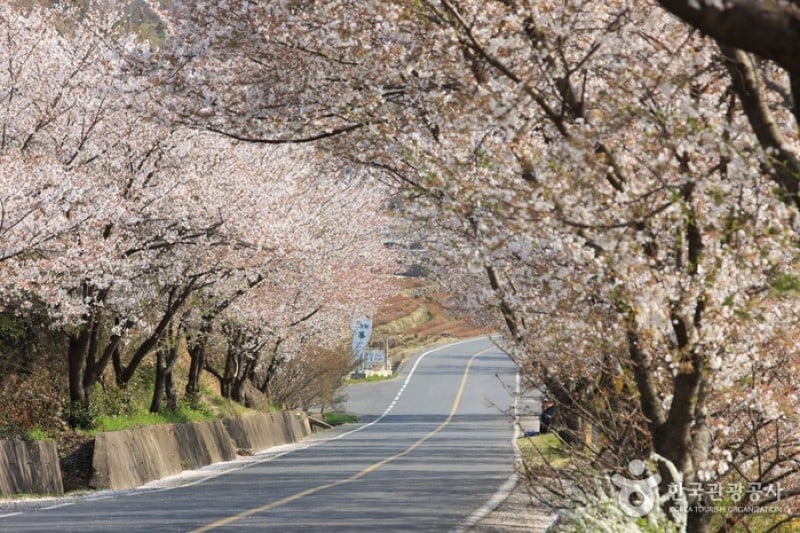 十里桜街道 (5/20)