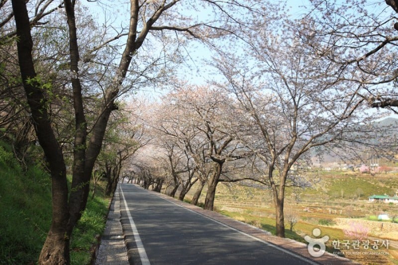 十里桜街道 (6/20)