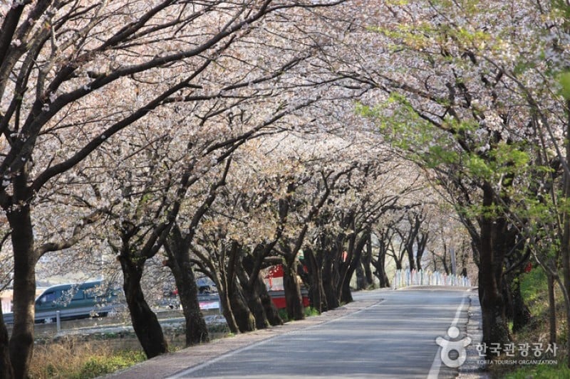 十里桜街道 (7/20)