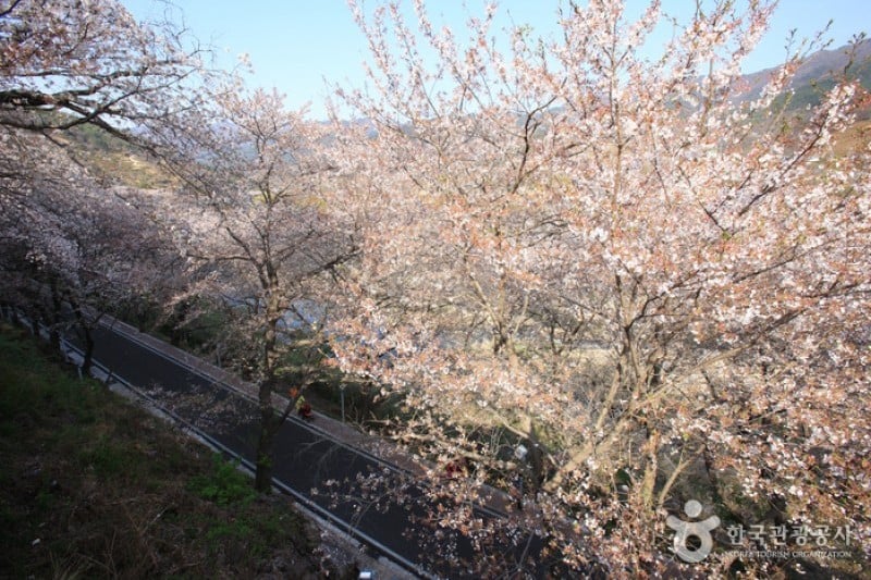 十里桜街道 (9/20)