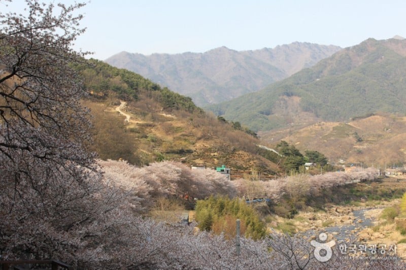十里桜街道 (10/20)