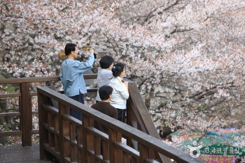 十里桜街道 (11/20)