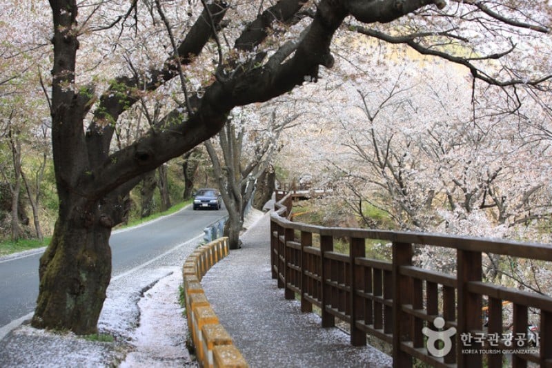十里桜街道 (12/20)