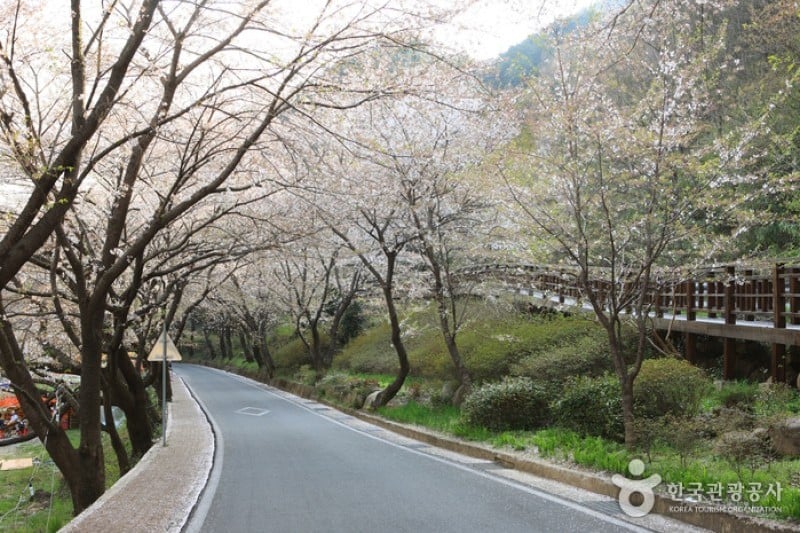 十里桜街道 (14/20)