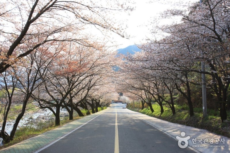十里桜街道 (15/20)