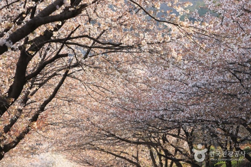 十里桜街道 (17/20)