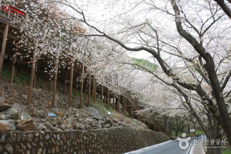 十里桜街道 (18/20)