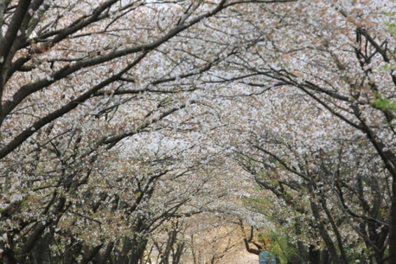 十里桜街道 (19/20)