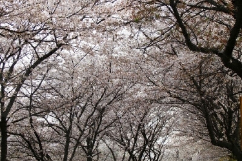 十里桜街道 (20/20)