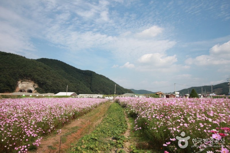 北川コスモス・そばの花祭り (3/9)
