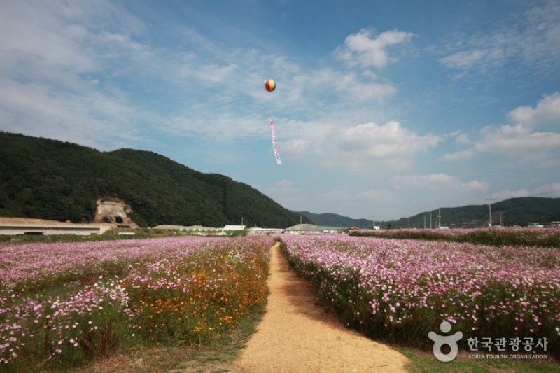 北川コスモス・そばの花祭り (4/9)