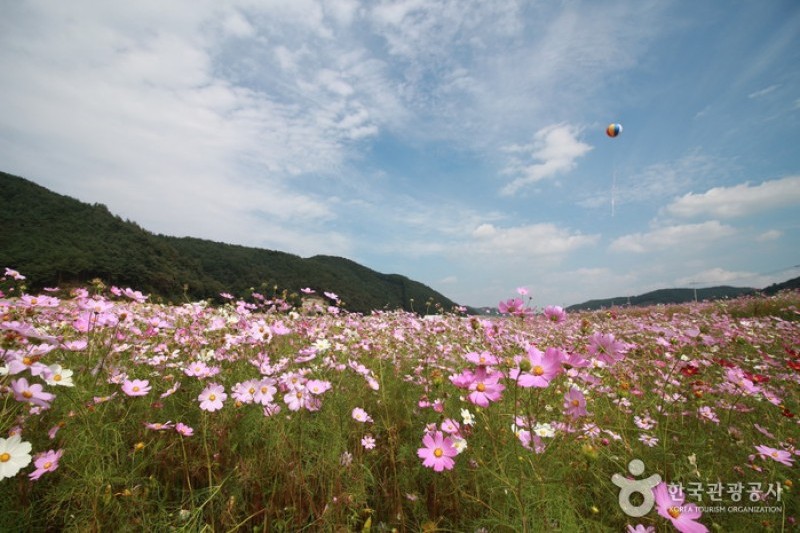 北川コスモス・そばの花祭り (5/9)
