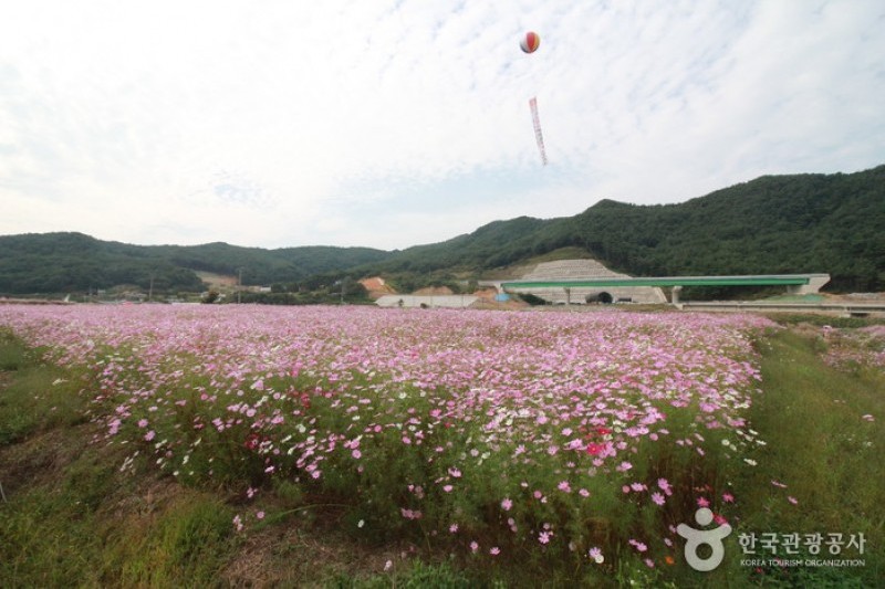 北川コスモス・そばの花祭り (7/9)