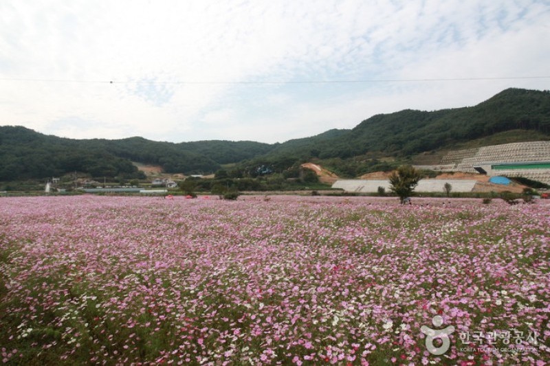北川コスモス・そばの花祭り (8/9)