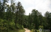 俗離山マルティジェ自然休養林