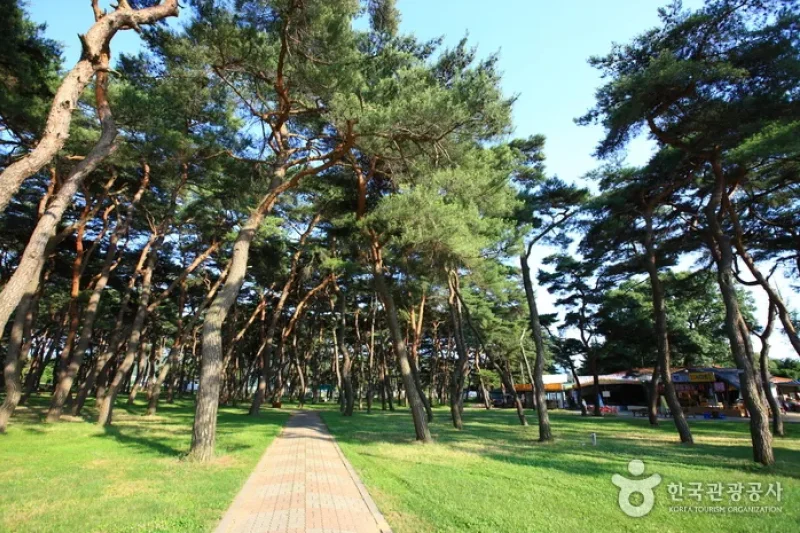 松湖国民観光地（陽山八景）（송호국민관광지(양산8경)） (7/11)