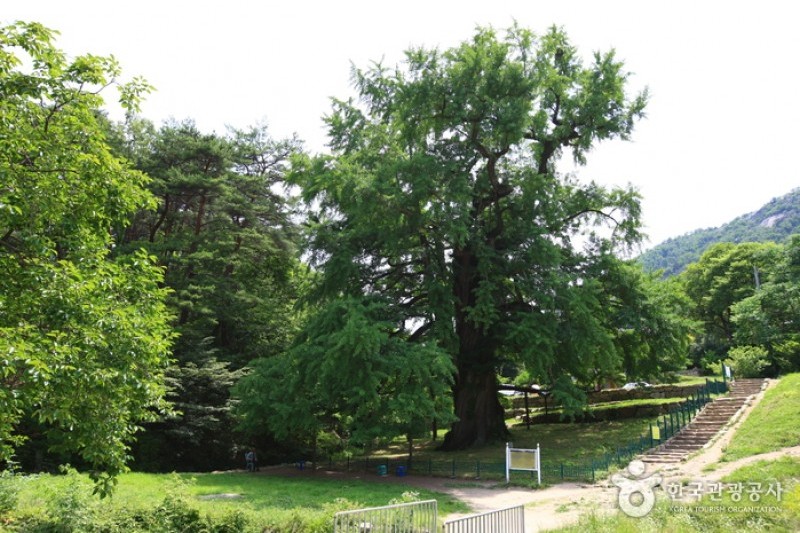 寧国寺（永同）（영국사 (8/10)