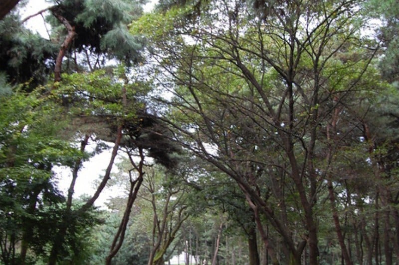 忠州弾琴台と弾琴台公園 (2/15)