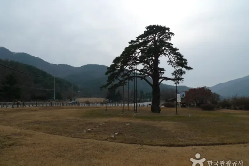 報恩俗離正二品松 (2/13)