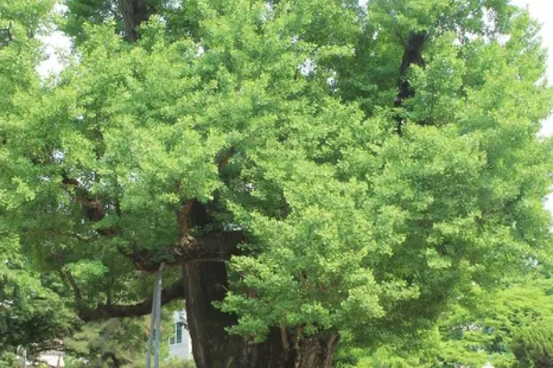 清州中央公園 (2/14)