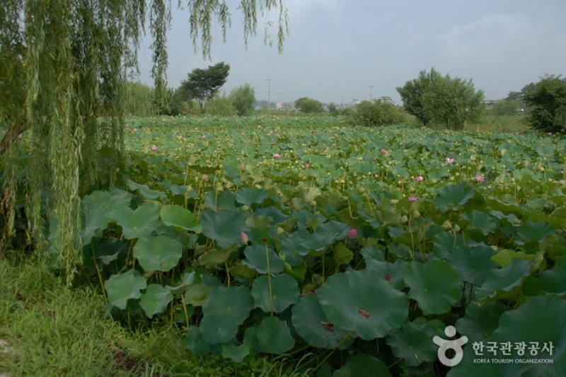 薯童公園と宮南池 (4/13)