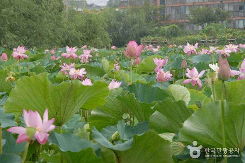 薯童公園と宮南池 (6/13)
