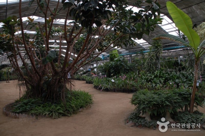 世界花植物園 (1/31)