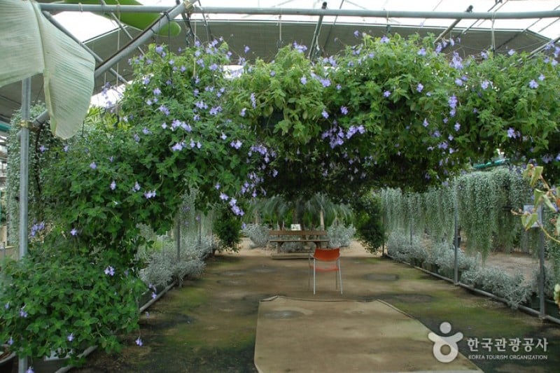 世界花植物園 (6/31)