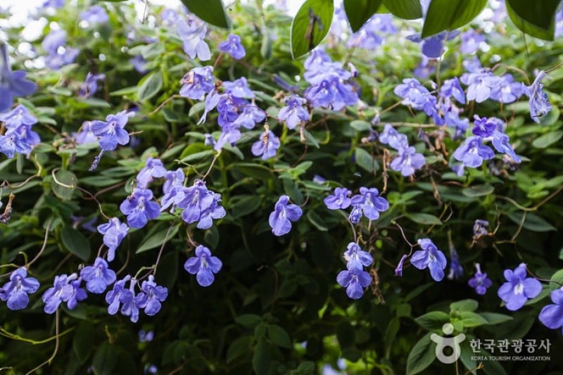 世界花植物園 (10/31)