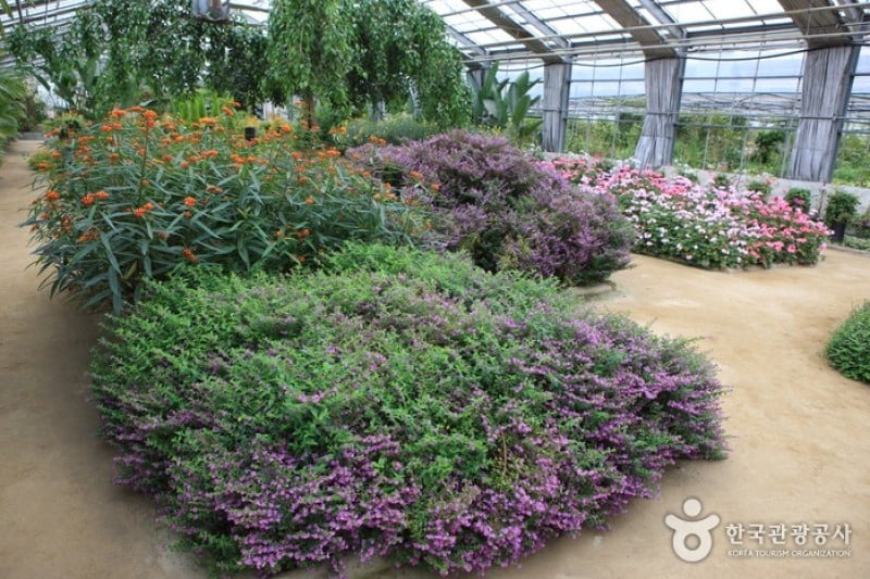 世界花植物園 (19/31)