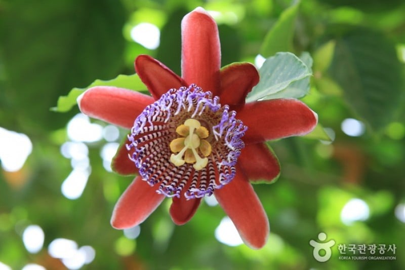 世界花植物園 (23/31)