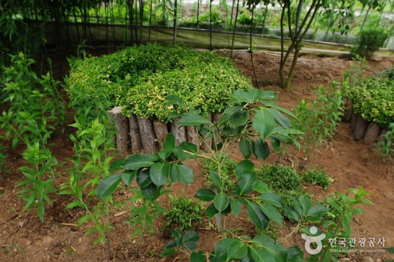 世界花植物園 (28/31)