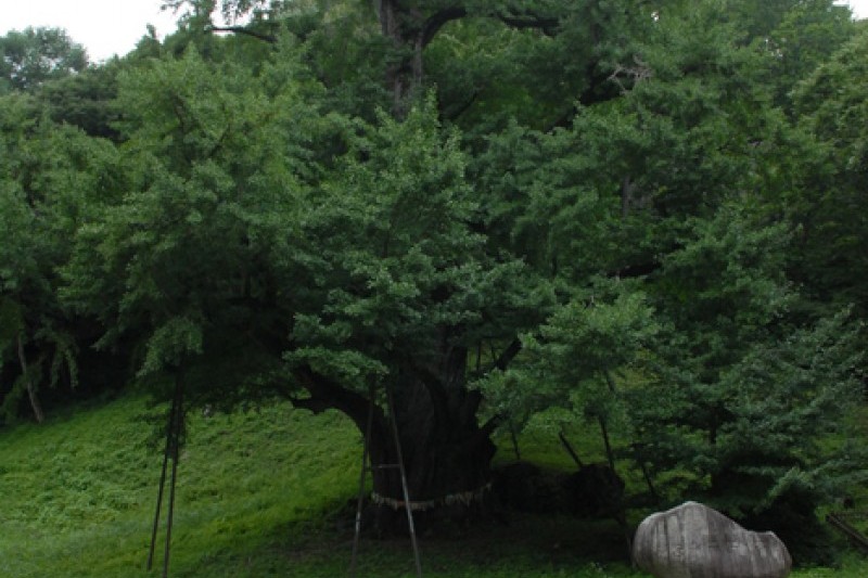 宝石寺 (9/21)