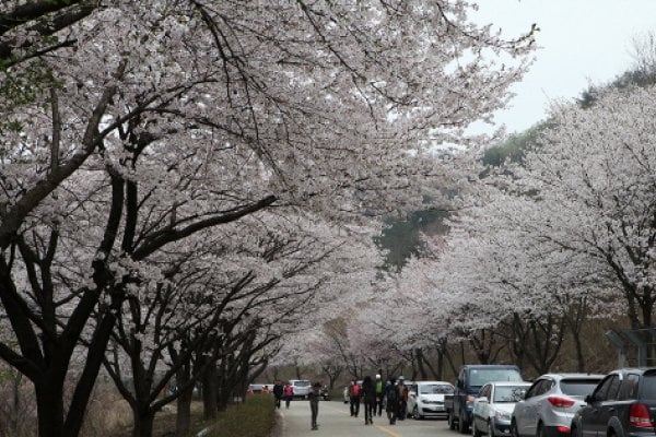 山花の国、山花祭り