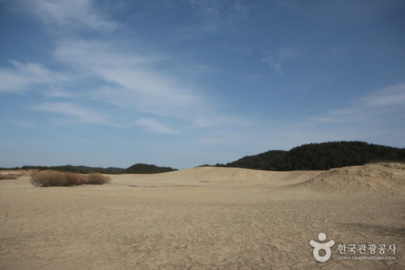 泰安新斗里海岸砂丘 (1/13)